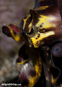 Flambuoyant Cuttlefish profile. D200 and 105mm lens. by David Henshaw 